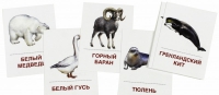 Раздаточные карточки "Животные холодных широт" - «globural.ru» - Астрахань
