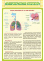 Стенд "Дыхательная система" - «globural.ru» - Астрахань