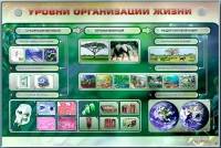Электрифицированный стенд "Уровни организации жизни" - «globural.ru» - Астрахань