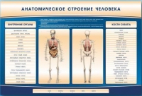 Электрифицированный стенд-тренажер c макетом скелета "Анатомическое строение человека" - «globural.ru» - Астрахань