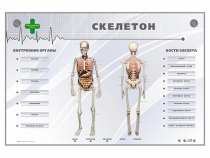 Электрифицированный стенд-тренажер "Скелетон" - «globural.ru» - Астрахань