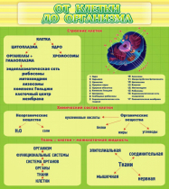 Стенд "От клетки до организма" - «globural.ru» - Астрахань