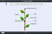 Интерактивные курсы. Биология 6 класс. Расширенный - «globural.ru» - Астрахань
