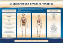 Электрифицированный стенд-тренажер c макетом скелета "Анатомическое строение человека" - «globural.ru» - Астрахань