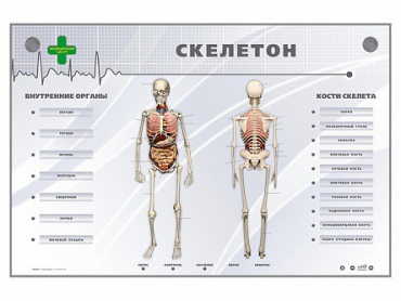 Электрифицированный стенд-тренажер "Скелетон" - «globural.ru» - Астрахань