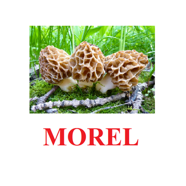 "Mushrooms" ("Грибы") английские карточки Домана - «globural.ru» - Астрахань