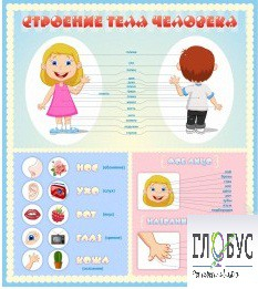 Стенд "Строение человека" для детей - «globural.ru» - Астрахань