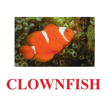 "Fish" ("Рыбы") английские карточки Домана - «globural.ru» - Астрахань
