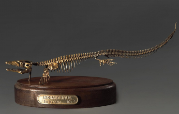 Модель скелета мозазавра Mosasaurus - «globural.ru» - Астрахань
