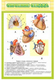 Стенд "Строение сердца" - «globural.ru» - Астрахань